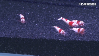 MIT培殖實力領先全球！　觀賞魚單尾價格破萬元