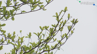 中南部日夜溫差稍大　金門空品爆「紅色警示」