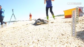 聽見大海的心跳　3億年活化石　海龜返鄉路