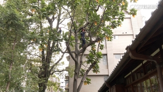 攀樹師日薪達1.2萬　全台不到40人具備證照