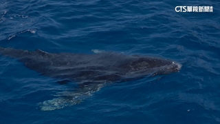 聽見大海的心跳！鯨豚之死　敲響生態警鐘