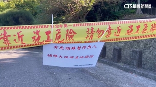 八斗子驚見「籃球大」蜂巢　市府：已摘除.虎頭蜂仍徘徊