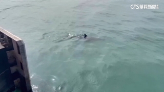 伴隨衝浪！　高.屏海域海豚驚喜現蹤　民眾嗨翻