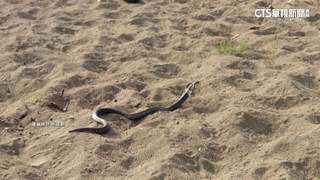 攝影秘境「貓羅溪秋芒」藏危機！　毒蛇躲草叢民眾驚逃