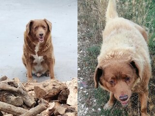 全球最長壽的狗「波比」辭世　享年31歲又165天　相當於人類217歲