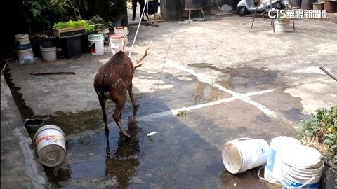 【台語新聞】梅花鹿闖民宅遭處理單位殺害？　農業局：受驚猝死