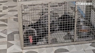 脫逃？　銀狐脖掛福袋流落街頭　動防所尋飼主