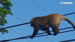 體型碩大猴王拜觀音？　民眾憂攻擊老人小孩