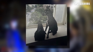 混種邊牧犬暴衝咬鄰　飼主硬拗判拘役40天