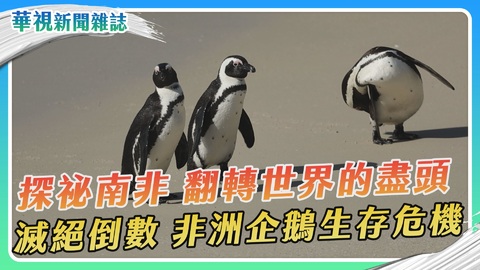 【探祕南非】滅絕倒數 搶救非洲企鵝｜華視新聞雜誌