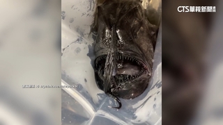 3年來二度沖上岸　黑鮟鱇魚陳屍加州海灘