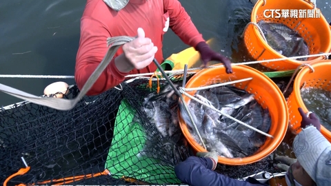 台灣鯛走入國際 外銷全球!另類台灣之光