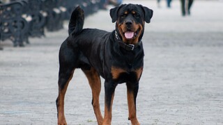 孕婦逛街遭羅威那犬「天降擊中」倒地送醫　狗狗掙扎當場死亡