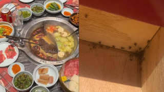 知名麻辣鍋抽屜驚見「一窩小強」　店家回應：會跟百貨投訴