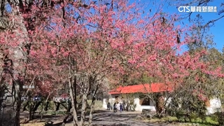 武陵農場櫻花季開放訂房　2500間房「1分鐘完售」