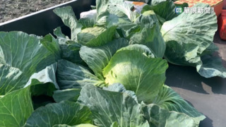 超多人念錯！高「麗」菜居然不唸「ㄌㄧˋ」　正確讀法曝光家教嘆中文爛