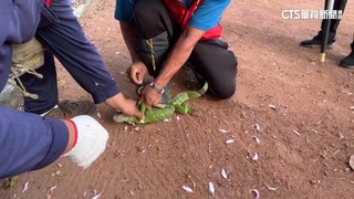 綠鬣蜥操場追逐學童驚　屏縣今年捉2萬隻創高