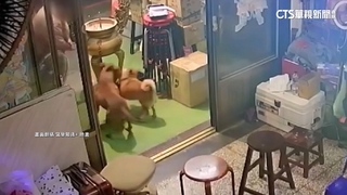 宜蘭比特犬闖住家攻擊　柴犬遭咬傷飼主心疼