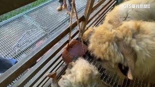 清境綿羊狂舔「紅色磚頭」　專家揭密是「鹽磚」