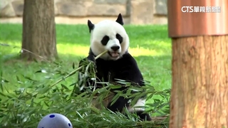 美國貓熊「租約到期」將返中國　遊客擠爆道別