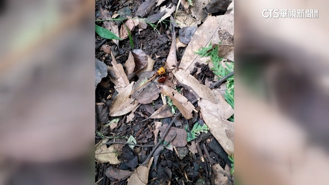 台東旅遊團遇虎頭蜂攻擊！　11人遭螫緊急送醫