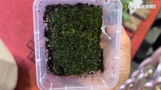 霸氣捧千萬現金衝會場　搶標「金童鹿角蕨」幼苗