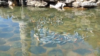 廟池鯉魚轉圈如太極　生物老師：順應水流較省力