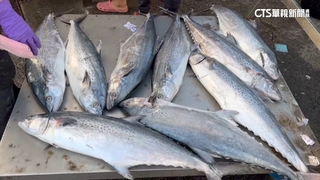 澎湖「魚中和牛」白腹魚近期大豐收　價格腰斬