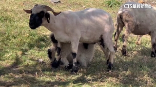 世界最可愛的羊徵婚！　清境瓦萊黑鼻小公羊30萬標售