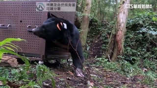 花蓮黑熊誤觸陷阱傷　痊癒重返山林族人祈福送行