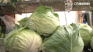 高麗菜種植量逼近上限　農糧署示警防菜價崩跌