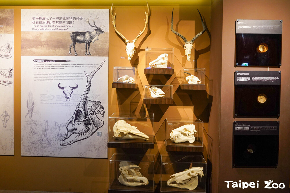 博物館標本典藏提供了科學家從中獲得科學知識的證據 / 圖片來源 台北市立動物園