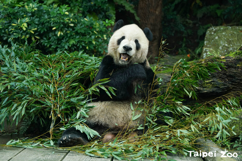 團團 / 圖片來源 台北市立動物園