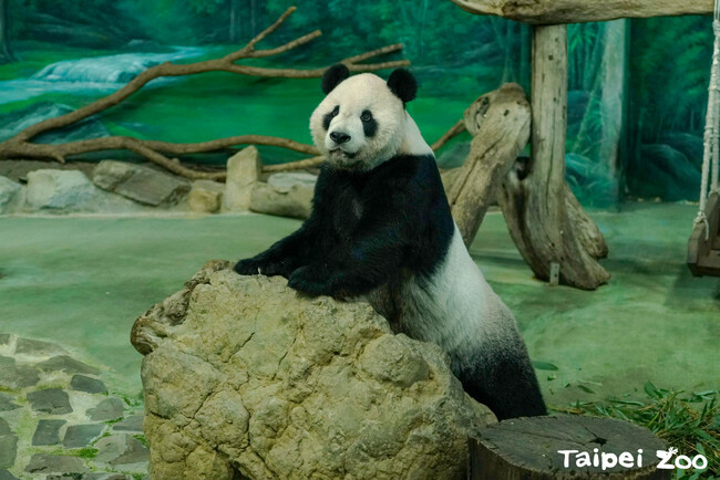 大貓熊「團團」離世1年 標本製作完成　瀕危物種展示區2024年中前開放 | 華視新聞