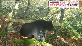 富山又現熊攻擊人　專家：橡實量少熊沒吃飽