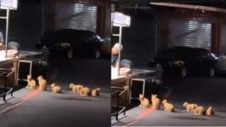 食品管理橘？市場肉攤見6橘貓排宵夜　網笑：來收清潔費