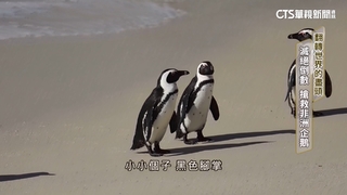 翻轉世界的盡頭　滅絕倒數　搶救非洲企鵝