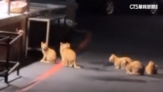 卡哇伊！貓咪肉攤前排隊等吃肉　插隊還會被修理