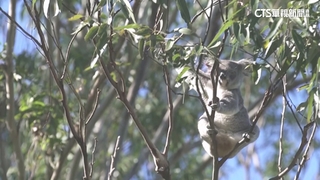 拯救瀕危無尾熊　澳洲動保團體「種33萬棵樹」