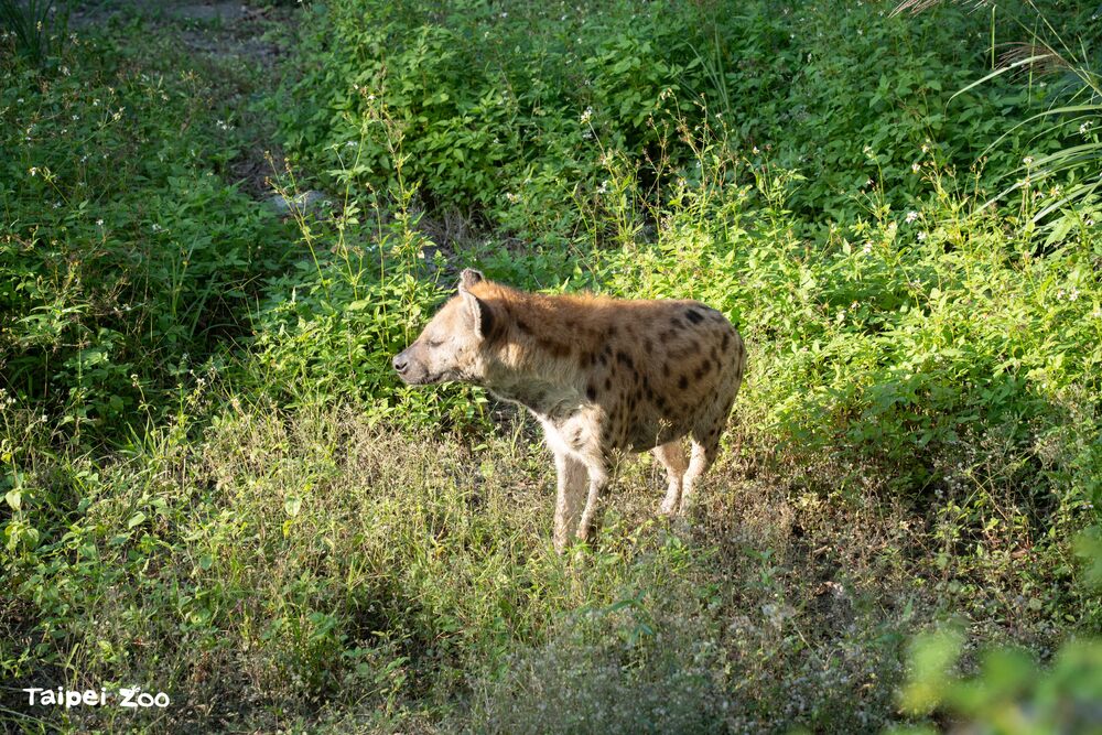 斑點鬣狗「小乖」在新戶外活動場曬太陽  / 圖片來源 北市動物園