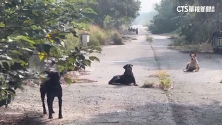 黑狗大軍追騎車！騎士嚇壞：如天堂路　動防所要查
