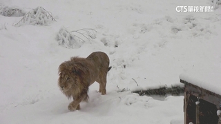 科索沃初雪奇觀　獅子賞雪.棕熊不冬眠放風透氣