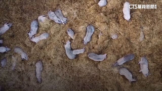 英國爆H1N2豬流感確診首例　目前感染源未知