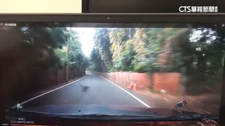 開車遇「山道猴子」！　險撞上駕駛驚險閃開