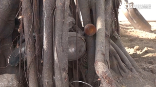 「樹吞車」超狂神祕景點！　國漫館保留盼成打卡點