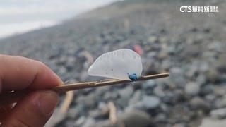 東河沙灘上千「藍色泡泡」　別碰！世界第3毒水母