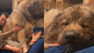 182公分大狗跳上沙發跟爸撒嬌　「熊寶貝」引千萬觀看：其他狗都是吉娃娃