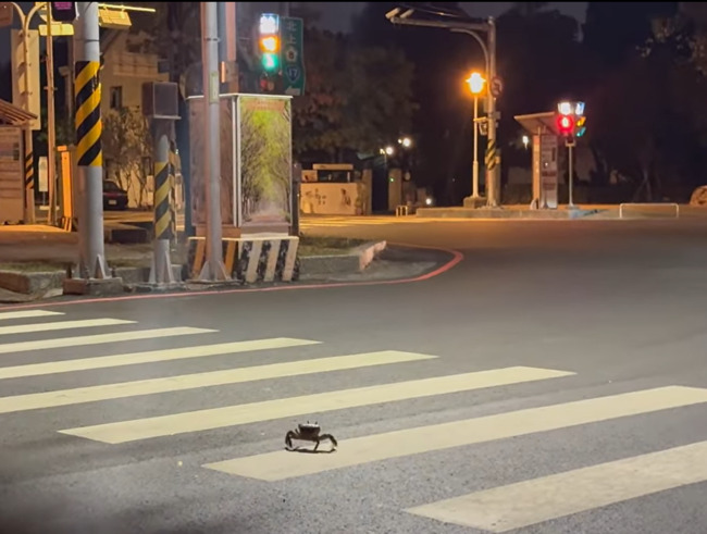 超守法螃蟹！過馬路「等綠燈+走斑馬線」　萬人朝聖：違規的人要檢討 | 華視新聞