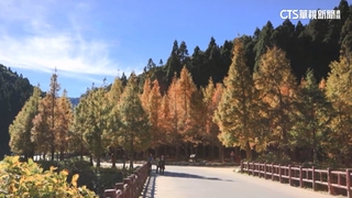 水杉.落羽松轉色　橘紅美景吸遊客拍照紀念