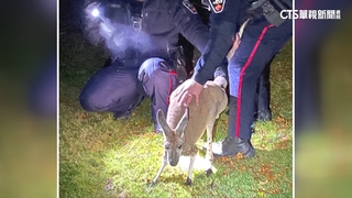 加拿大袋鼠脫逃「還襲警」　警埋伏圍捕遭揮拳